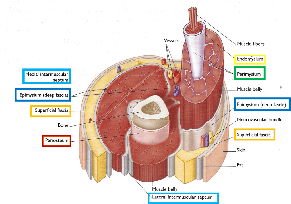 Fascia identification
