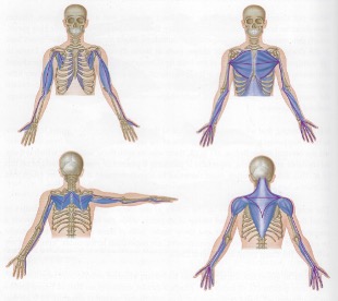 Arm Anatomy Train Lines